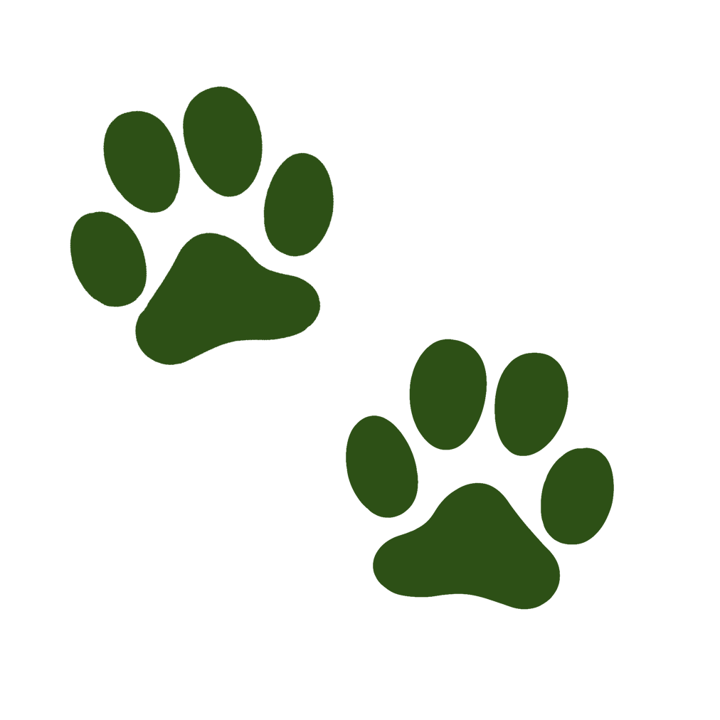 Conocer más felinos